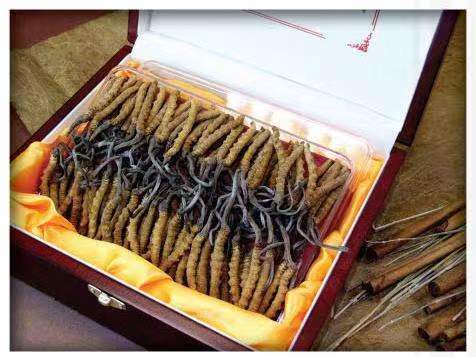 左贡冬虫夏草回收